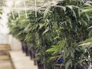 Prevalence of Cardiovascular Risk Factors, Diseases Set to Increase