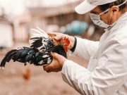 Two More Bird Flu Cases Reported in Colorado Poultry Workers