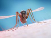 CDC: Oropouche Virus Activity Linked to Travel to South America