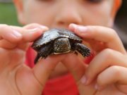 CDC: Small Pet Turtles Pose Salmonella Danger