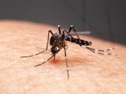 Dengue Cases Mount in Los Angeles