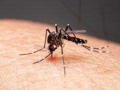 Dengue Cases Mount in Los Angeles
