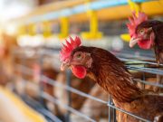 Source of Missouri Bird Flu Case Still Unknown, Could Be a ‘One-Off’: CDC