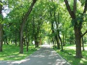 Urban Green Space May Protect Against Heat-Related Health Risks