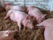 Bird Flu Infection Confirmed in a Pig for First Time in U.S.