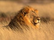 Bird Flu Kills 20 Big Cats at Washington Sanctuary, Causing Quarantine