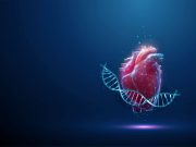 MEK Inhibition Beneficial for Children With Subset of Severe Hypertrophic Cardiomyopathy