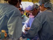 Boston Surgeons Successfully Transplant Pig Kidney in Fourth Patient