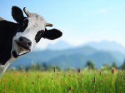 Seroprevalence of HPAI A(H5) Identified in Bovine Veterinary Practitioners