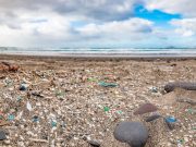 AAN: Marine Microplastic Levels Linked to Cognitive, Other Disabilities