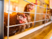 Salmonella Outbreak in 6 States Tied to Backyard Poultry, CDC Says