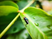 U.S. Suspends Live Animal Imports Amid Screwworm Outbreak in Mexico