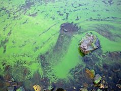 Mortality From ALS Up With Exposure to Cyanobacterial Harmful Algal Blooms