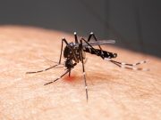 Illinois Reports First West Nile Virus Case of 2025