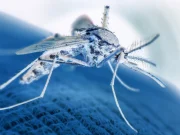 First Malaria Drug Approved for Newborns and Small Babies