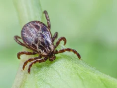 Majority of Patients With Lyme Disease Do Not Follow Up With Clinician