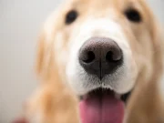 Dogs Can Differentiate Between People With Parkinson Disease, Controls