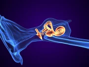 Diagnostic Model Based on Delayed Post-Gadolinium Enhancement MRI Accurate for Meniere Disease