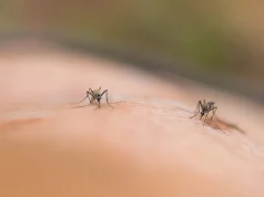 CDC Warns Travelers After 8,000+ Chikungunya Cases Reported in China