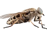 Sleeping Sickness Eliminated in Kenya, WHO Says