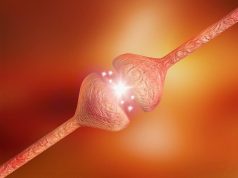 Alzheimer Disease Associated With Greater Neural Flexibility