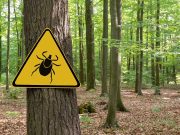 Invasive Asian Longhorned Tick Confirmed in Maine for the First Time