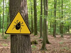Invasive Asian Longhorned Tick Confirmed in Maine for the First Time
