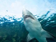 Endangered Shark Meat Found in U.S. Grocery Stores, Study Says