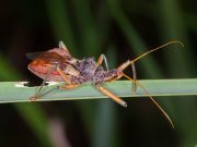 ‘Kissing Bug’ Disease Spreading in U.S., CDC Report Says