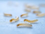 New World Screwworm Parasite Detected in Northern Mexico Near U.S. Border