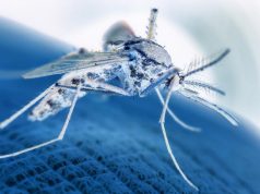 Locally Transmitted Malaria Made U.S. Return in 2023