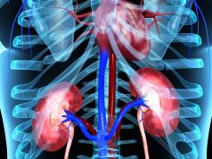 Phthalate Exposure Linked to Cardiovascular Disease in People With Chronic Kidney Disease