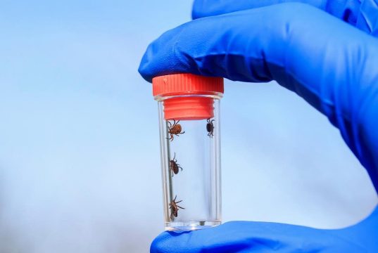 Man Dies After Eating Beef in First Documented Fatal ‘Meat Allergy’ Case